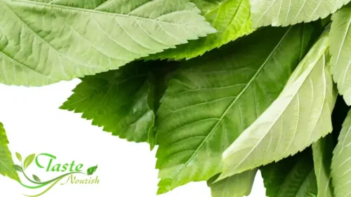 Molokhia Tunisian Complete Guide with Nutritional Benefits