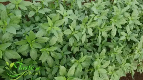 Side Effects of Molokhia | Complete Safety Guide,
