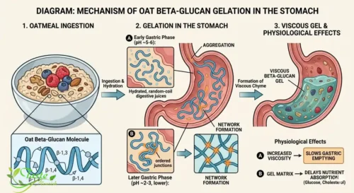 Diagram showing how oat beta-glucan forms a gel in the stomach