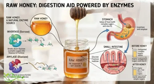 Diagram showing invertase and amylase enzymes in raw honey aiding digestion