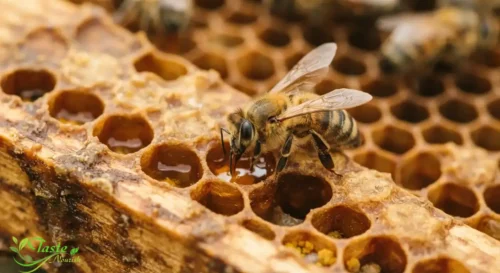 Honeybee gathering nectar on a honeycomb frame