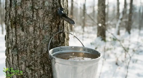 Sap dripping from a tapped sugar maple tree into a collection bucket